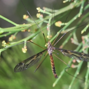 Ptilogyna sp. (genus) at Aranda, ACT - 14 Mar 2022