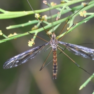 Ptilogyna sp. (genus) at Aranda, ACT - 14 Mar 2022