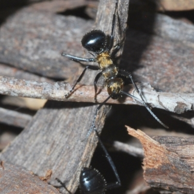Polyrhachis semiaurata (A golden spiny ant) at Bruce, ACT - 12 Mar 2022 by Harrisi