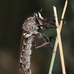 Chrysopogon muelleri (Robber fly) at Paddys River, ACT - 15 Mar 2022 by TimL