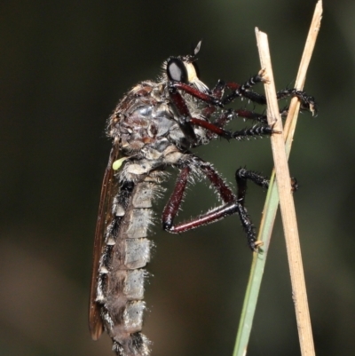 Chrysopogon muelleri (Robber fly) at Paddys River, ACT - 15 Mar 2022 by TimL