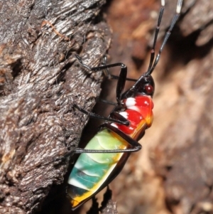 Dindymus versicolor at Paddys River, ACT - 15 Mar 2022