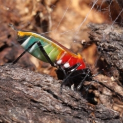 Dindymus versicolor at Paddys River, ACT - 15 Mar 2022 10:32 AM