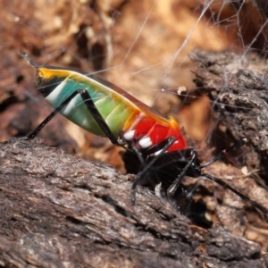 Dindymus versicolor at Paddys River, ACT - 15 Mar 2022