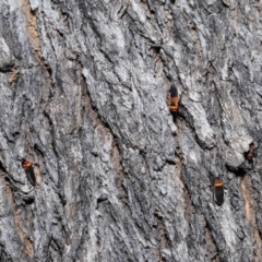 Dindymus versicolor at Paddys River, ACT - 15 Mar 2022 10:32 AM