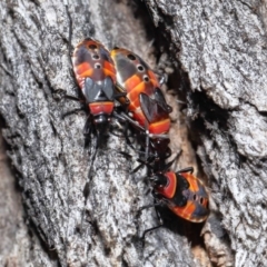 Dindymus versicolor at Paddys River, ACT - 15 Mar 2022 10:32 AM