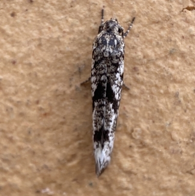 Gelechioidea (superfamily) (Unidentified Gelechioid moth) at Jerrabomberra, NSW - 17 Mar 2022 by SteveBorkowskis
