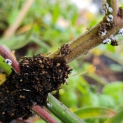 Formicidae (family) (Unidentified ant) at Isaacs, ACT - 17 Mar 2022 by Mike