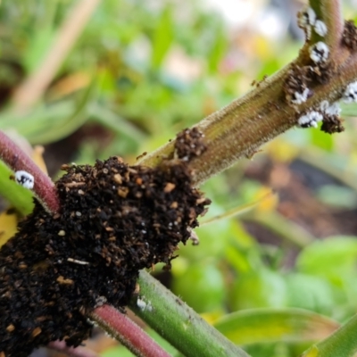Formicidae (family) (Unidentified ant) at Isaacs, ACT - 17 Mar 2022 by Mike