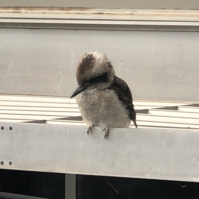 Dacelo novaeguineae (Laughing Kookaburra) at Dickson Wetland Corridor - 16 Mar 2022 by LeafBird