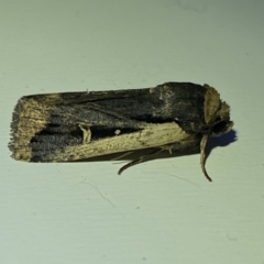 Proteuxoa tortisigna (Streaked Rictonis Moth) at Jerrabomberra, NSW - 16 Mar 2022 by Steve_Bok
