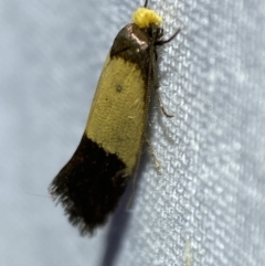 Edosa / TineaX (Tineaidae / Incurvariidae) at Jerrabomberra, NSW - 16 Mar 2022 by Steve_Bok