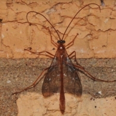 Leptophion sp. (genus) at Wanniassa, ACT - 16 Mar 2022 10:01 PM