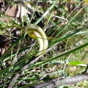 Diplodium ampliatum at Cotter River, ACT - suppressed