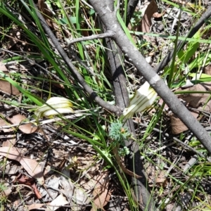 Diplodium ampliatum at Cotter River, ACT - suppressed