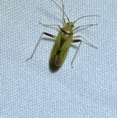 Creontiades dilutus (Green Mirid) at Jerrabomberra, NSW - 16 Mar 2022 by Steve_Bok