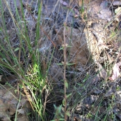 Gratiola pumilo (A Brooklime) at Sutton, NSW - 14 Feb 2022 by brunonia