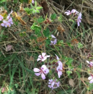 Pelargonium australe at Sutton, NSW - 14 Feb 2022 11:27 AM