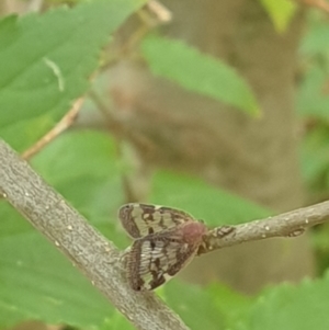 Scolypopa australis at Turner, ACT - 17 Mar 2022