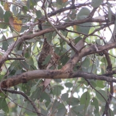 Gerygone fusca (Western Gerygone) at Pialligo, ACT - 3 Jan 2022 by Christine