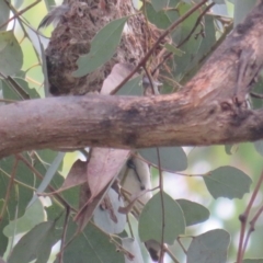 Gerygone fusca at Pialligo, ACT - 4 Jan 2022