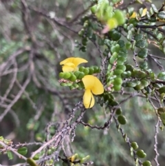 Bossiaea foliosa (Leafy Bossiaea) at Jagungal Wilderness, NSW - 12 Mar 2022 by Ned_Johnston