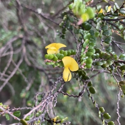 Bossiaea foliosa (Leafy Bossiaea) at Jagungal Wilderness, NSW - 12 Mar 2022 by Ned_Johnston