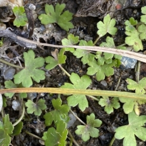 Hydrocotyle sibthorpioides at Jagungal Wilderness, NSW - 12 Mar 2022 06:38 PM