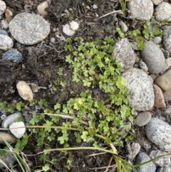 Hydrocotyle sibthorpioides at Jagungal Wilderness, NSW - 12 Mar 2022