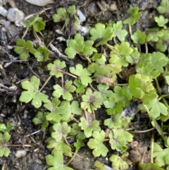 Hydrocotyle sibthorpioides at Jagungal Wilderness, NSW - 12 Mar 2022 06:38 PM