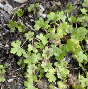 Hydrocotyle sibthorpioides at Jagungal Wilderness, NSW - 12 Mar 2022