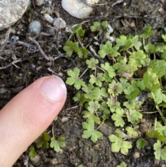 Hydrocotyle sibthorpioides at Jagungal Wilderness, NSW - 12 Mar 2022