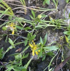 Ranunculus amphitrichus (Small River Buttercup) at Jagungal Wilderness, NSW - 12 Mar 2022 by NedJohnston