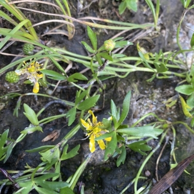 Ranunculus amphitrichus (Small River Buttercup) at Jagungal Wilderness, NSW - 12 Mar 2022 by NedJohnston