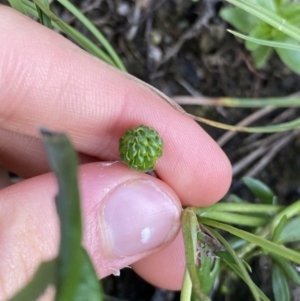 Ranunculus amphitrichus at Jagungal Wilderness, NSW - 12 Mar 2022