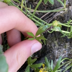 Ranunculus amphitrichus at Jagungal Wilderness, NSW - 12 Mar 2022