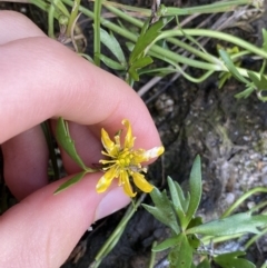 Ranunculus amphitrichus at Jagungal Wilderness, NSW - 12 Mar 2022