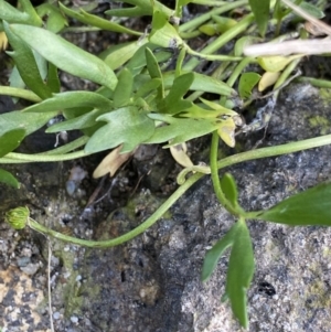 Ranunculus amphitrichus at Jagungal Wilderness, NSW - 12 Mar 2022