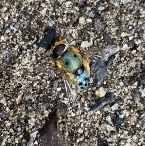 Austalis pulchella at Jagungal Wilderness, NSW - 12 Mar 2022