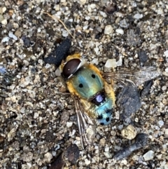 Austalis pulchella at Jagungal Wilderness, NSW - 12 Mar 2022