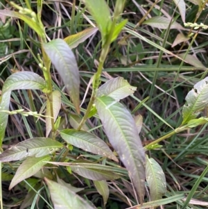 Persicaria hydropiper at Jagungal Wilderness, NSW - 12 Mar 2022