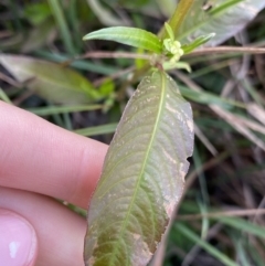 Persicaria hydropiper at Jagungal Wilderness, NSW - 12 Mar 2022