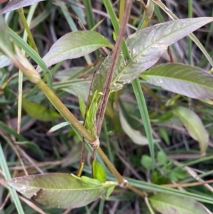 Persicaria hydropiper at Jagungal Wilderness, NSW - 12 Mar 2022