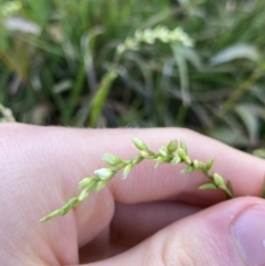 Persicaria hydropiper at Jagungal Wilderness, NSW - 12 Mar 2022