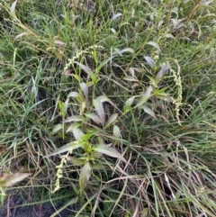 Persicaria hydropiper at Jagungal Wilderness, NSW - 12 Mar 2022