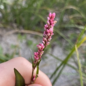 Persicaria decipiens at Jagungal Wilderness, NSW - 12 Mar 2022