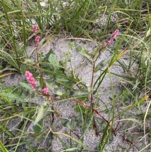 Persicaria decipiens at Jagungal Wilderness, NSW - 12 Mar 2022