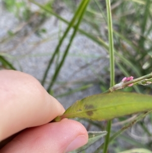 Persicaria decipiens at Jagungal Wilderness, NSW - 12 Mar 2022