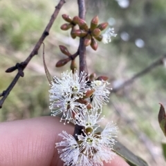 Eucalyptus pauciflora subsp. pauciflora (White Sally, Snow Gum) at Jagungal Wilderness, NSW - 12 Mar 2022 by Ned_Johnston