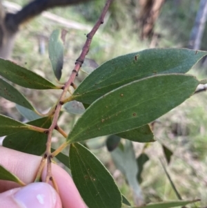 Eucalyptus pauciflora subsp. pauciflora at Jagungal Wilderness, NSW - 12 Mar 2022 06:23 PM